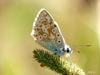 Mariposa de la Pedrosa