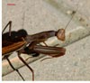Mantis