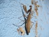 Mantis Barruelana