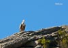 El rey de Fuente Arenosa