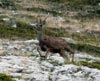 Venado en la Montaña Palentina