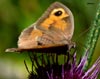 Mariposa en la Pedrosa