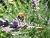 Abeja de Barruelo trabajando en agosto