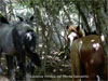 Caballos tímidos del Monte de Salcedillo