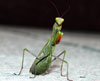 Mantis Religiosa, de paso por Barruelo