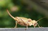Chicharra alicorta (ephippiger ephippiger), de paseo por el barrio San Juan