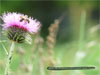 Abeja de Brañosera picoteando entre horas