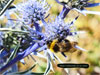 Abeja trabajando en sus cosas