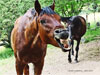 Caballo simpático