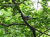 Garrulus Glandarius en la Pedrosa