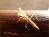 Mantis Religosa ...o no.