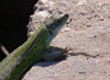 Lagarto de la sierra