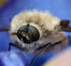 Mosca abejorro (Bombylius-cruciatus)