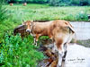 Vaca larga