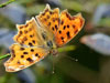 Pararge aegeria