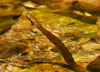 Culebrilla en los Pilones