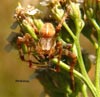 Araña de La Pedrosa