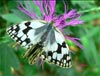 Mariposas (macho y hembra)