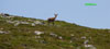 Venado en Peña Hastía