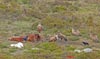 Buitres en la sierra