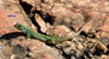 Lagarto en la Peña del Arco