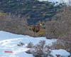 Bareto (ciervo joven) en la sierra