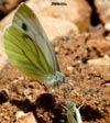 Mariposas de La Pedrosa
