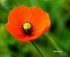 Amapola
