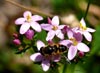 Flores de la Pedrosa