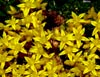Crasulacias Sedum Acre en el Sestil