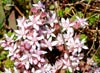 Crasulacias Sedum Arenarium en el Sestil