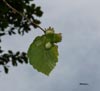 Avellanas