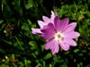 Malva de La Pedrosa