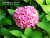 Hydragea de Barruelo