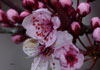 Ciruelo del Japón (prunus - pisardi)