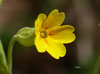 Primula Veris de la Pedrosa