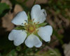 Potentilla montana, de la familia de las rosáceas