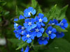 Lengua de buey, Pentaglottis sempervirens