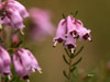 Flor de brezo
