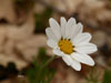 Manzanilla bastarda (Anthemis arvensis)