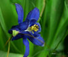  Aguileña (aquileria vulgaris) de La Pedrosa