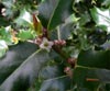 Flor del acebo
