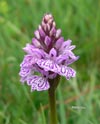 Orquidea de la sierra, a 1.800 mts. de altitud