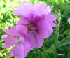 Malva silvestre de la Pedrosa