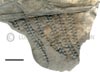 Pecopteris sp