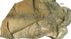 Oligocarpia gutbierii GOPERT