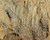 Neuropteris ovata HOFMANN