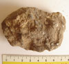 Fósil, probablemente un coral, recogido en Arbejal