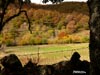 Otoño en la Pedrosa