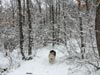 Nieve en la Pedrosa